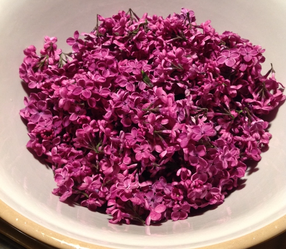 foraged lilacs